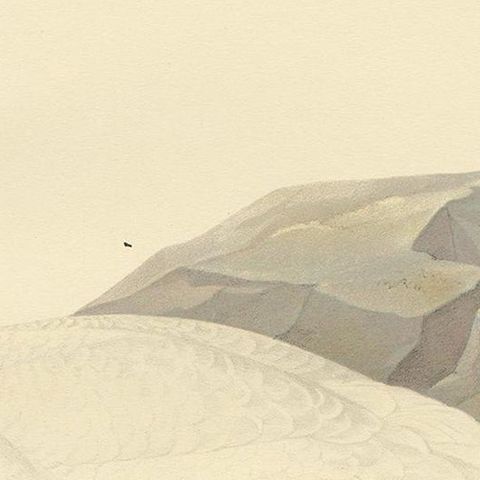 Cygnus Cygnus Antique Bird Print, Whooper Swan, Early 20th Century, close-up 2