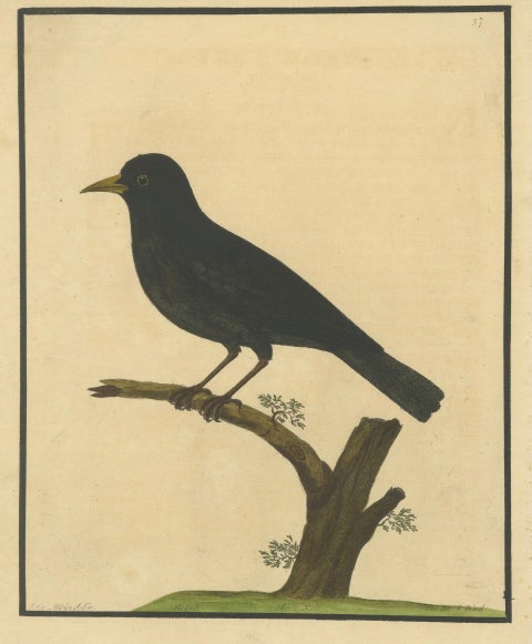 Antique Hand-Colored Engraving of The Blackbird by Eleazar Albin, circa 1730, close-up 1