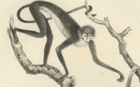 Forest Devil, Miriki & Long-bearded Howler Monkeys, Lithographs by C. Last, 1836, close-up 4