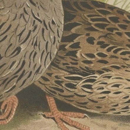 Antique Bird Print of the Mountain Quail by Hume & Marshall, 1879, close-up 3