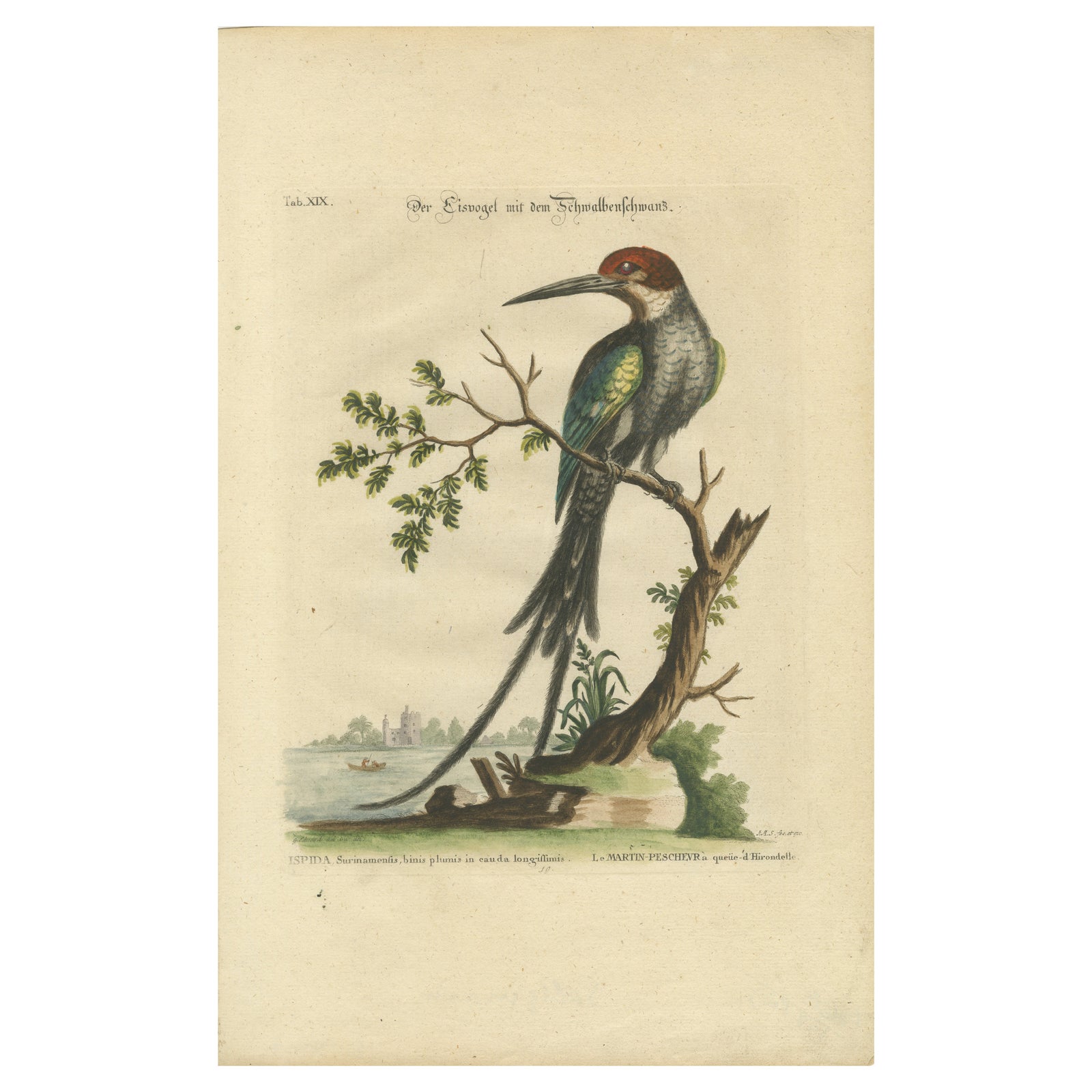 The Surinamese Kingfisher Bird with the Swallow Tail - Engraved in 1749