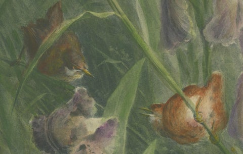 Delicate Irises with Birds - Old Giacomelli Botanical and Ornithological Print, close-up 2