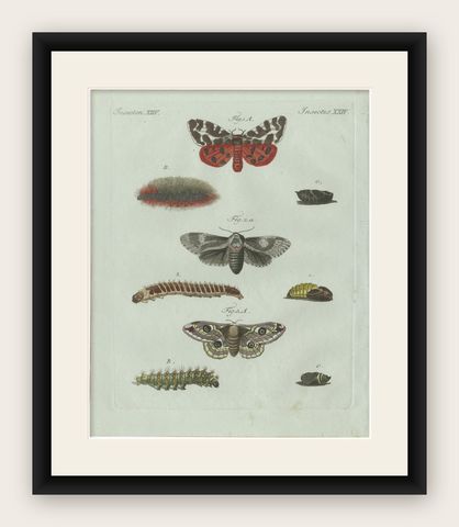 Original Antique Print of Three Moths and Metamorphosis by Bertuch, c. 1800, shown framed