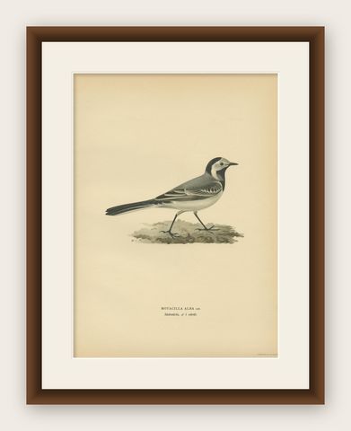 Antique Bird Print of The White Wagtail by Von Wright, 1927, shown framed
