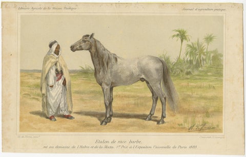 Original Antique Chromolithograph of a Barb or Berber Horse, circa 1890, view 2