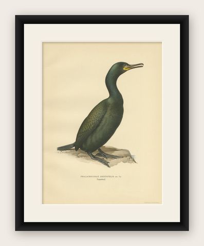 Antique Bird Print of the European Shag by Von Wright, '1929', shown framed
