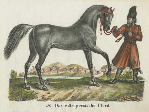 Antique Print of Persian Horse, view 3