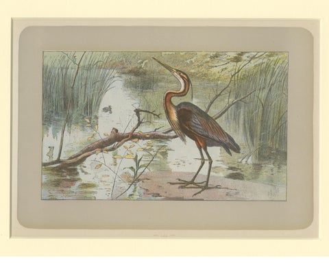 Antique Bird Print of a Purple Heron, view 3