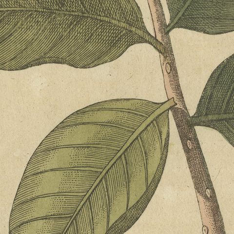 Cashew Apple and Nut with Acacia, Antique Bertuch Print, circa 1805, close-up 5
