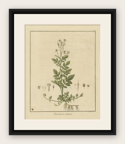 Detailed Engraved Botanical Study of Cardamine Amara or Bittercress, 1822, shown framed