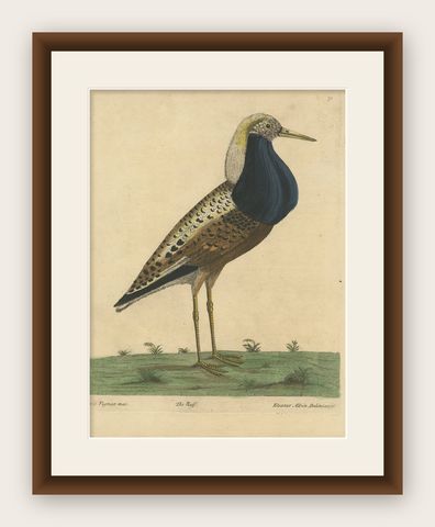 Old Hand-Colored Bird Print of the Male Ruff Wading Bird, a Sandpiper, ca.1738, shown framed