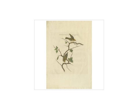 Antique Bird Print of the Goldcrest by Sepp & Nozeman, 1797, view 3