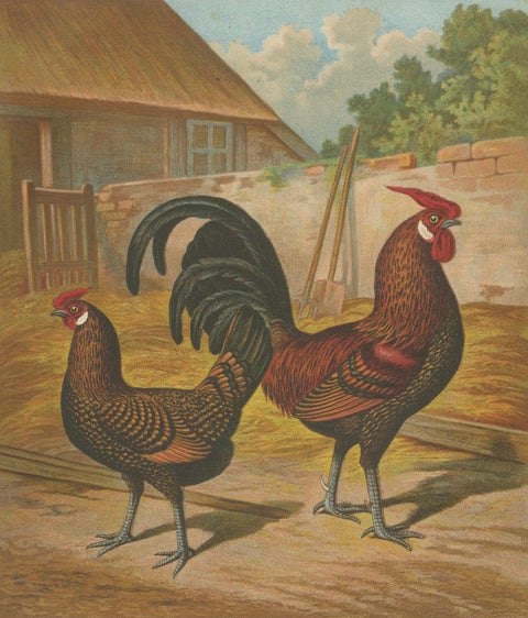 The Elegant Golden Spangled Hamburg Chicken - A 19th Century Poultry Lithograph, close-up 4