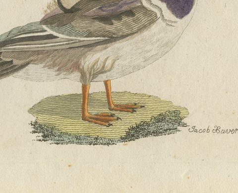Kingfisher and Mandarin Duck, Antique Bertuch Print, Vienna, circa 1805, close-up 2
