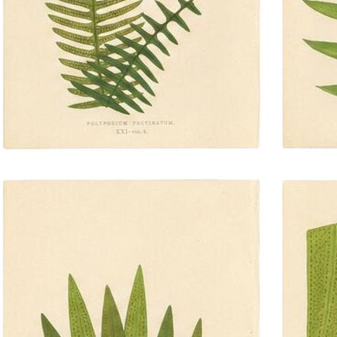 Exotic Victorian Fern Lithograph Collection with English Species Names, 1856, close-up 2