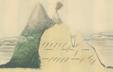 Cinchona Bark Varieties: A Rare Hand-Colored Illustrated Botanical Atlas (1826), close-up 5
