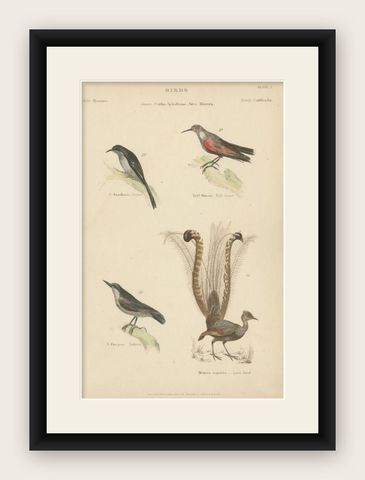 Antique Bird Print of the Creeper and Other Birds, C.1860, shown framed