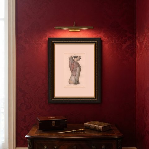Cutaneous Nerves of the Flank, Antique Hirschfeld Anatomy Print, 1866, shown framed on a wall