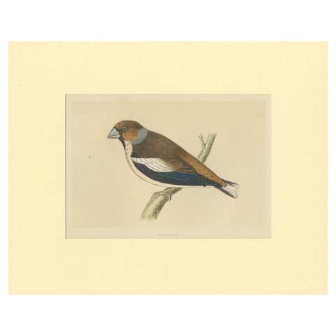 Antique Bird Print of Hawfinch