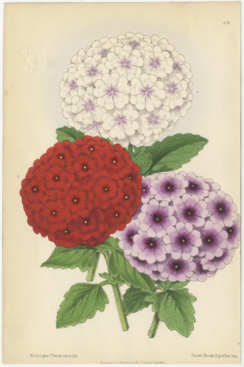 Set of 3 Antique Botany Prints, Mixed Colors, by Brooks 'c.1870', view 2