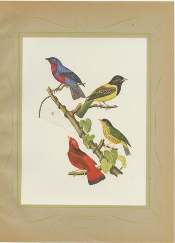 Tanagers and Cotingas, Brazilian Bird Print, Descourtilz, 1944, view 2