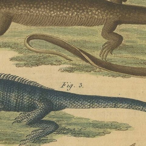 Antique Handcolored Engraving of Lizards and Amphibians, c.1800, close-up 6