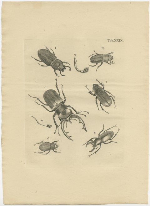Set of 3 Antique Prints of Various Beetles, view 2