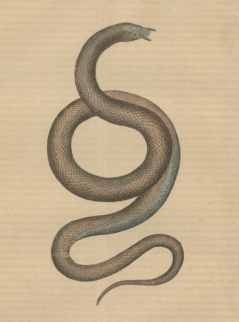 Aquatic Ambush: Hand-Colored Engraving of The Tentacled Snake, 1845, close-up 2