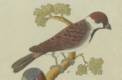 Feathers of Europe: A 18th Century Detailed Study of Finches & Bramblings, 1780, close-up 4