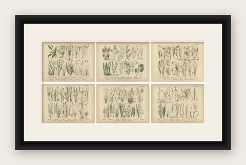 Antique Botanical Prints Set, German Atlas Plants & Grasses, circa 1885, shown framed