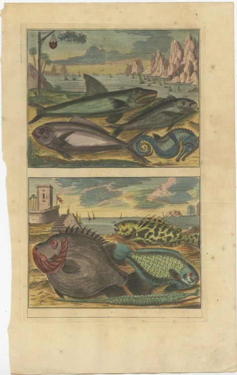 Set of 12 Colored Antique Prints of various Fish species and other Marine Life, view 8
