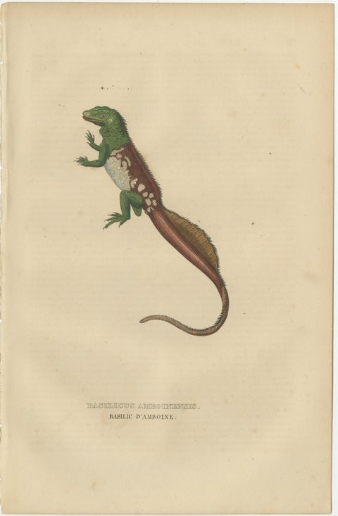 Old Hand-colored Print of a Rare Amboina Sailfin Lizard, view 2