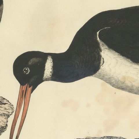 Seasonal Plumage of a Life Seize Engraving of the Common Oystercatcher, 1826, close-up 4