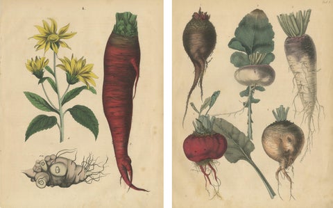 Antique Root Vegetable Lithographs, Beets, Carrots, Turnips, Calwer 1852, view 4