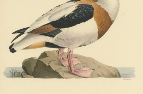 Harbor of Elegance: Bird Print of The Common Shelduck by Magnus von Wright, 1929, close-up 2