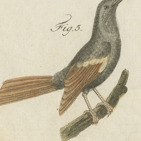 Royal Flycatcher and Bee-eaters, Antique Bertuch Print, Vienna, circa 1805, close-up 3