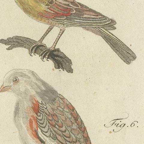 Yellowhammer, Ortolan and Buntings, Antique Bertuch Print, Vienna, circa 1805, close-up 4