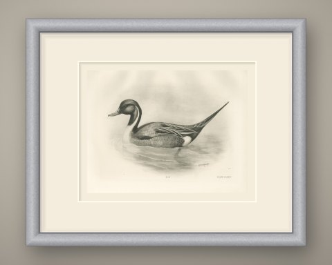 Pintail Drake Swimming, Plate CLXXIV after Lilian Medland, c. 1909, shown framed