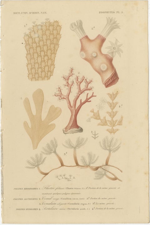 Marine Splendor: Hand-Colored Zoophytes of the 19th Century, view 3