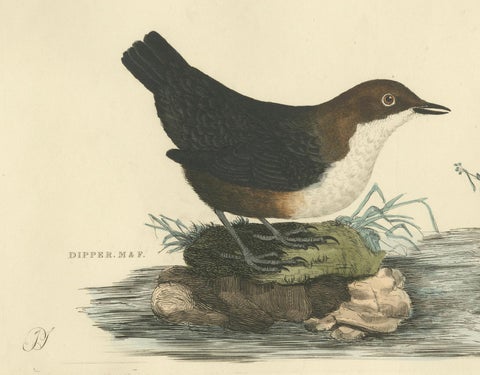 Aquatic Songbirds named Dippers Engraved by Selby and Hand-Colored, 1826, close-up 3