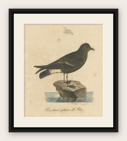 Franz Sturm's Illustration: a European Storm Petrel (Procellaria pelagica), 1830, shown framed