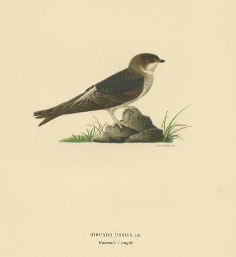 Antique Bird Print of the Common House Martin by Von Wright, '1927', view 2