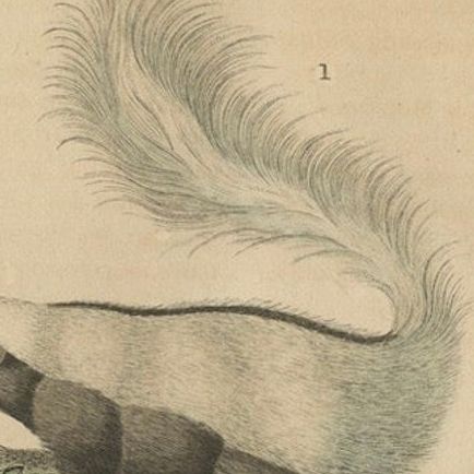 Diverse Mammals Engraved and Hand-Colored: Skunk, Stink Badger, and Canid, 1845, close-up 4
