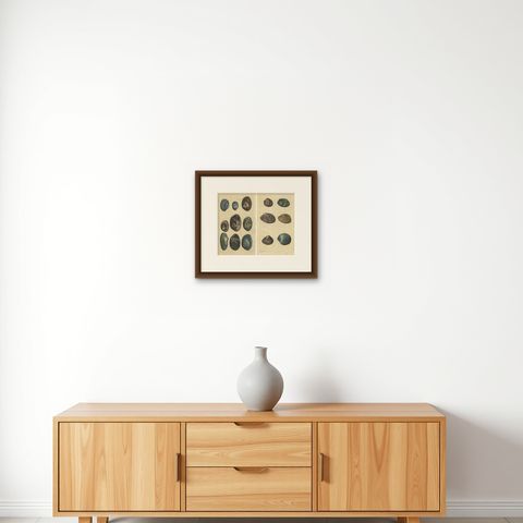 Set of 2 Colored Antique Prints of various Sea Shells and Molluscs, shown framed on a wall