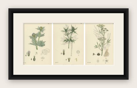 Botanical Engravings of Sea-Holly, Field Eryngo, and Water Hemlock, 1902, shown framed