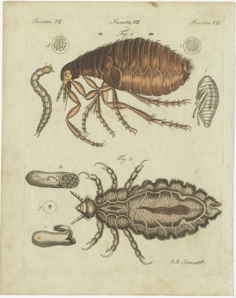 Set of 4 Antique Prints of Various Insects Including the Human Flea and Others, view 4