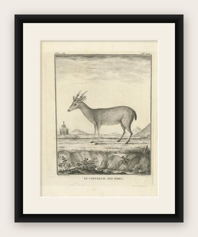 Antique Print of a Deer Species by Fritzsch, c.1780, shown framed