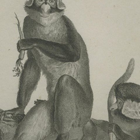 Antique Print of the White-Nosed Monkey by Miger 'c.1808', close-up 2