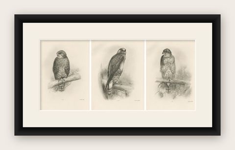 Three British Raptors: Buzzards and Adult Goshawk, 1908, shown framed