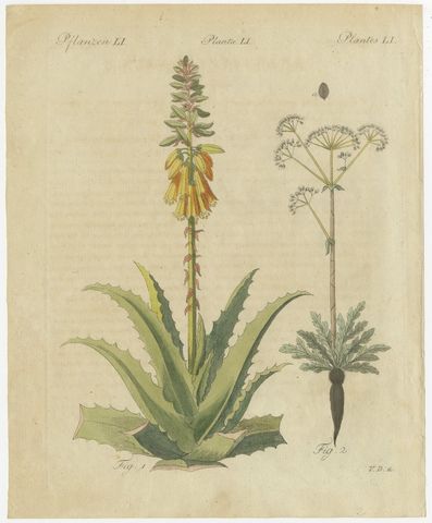 Flowering Aloe with Umbellifer, Antique Bertuch Print, circa 1805, view 2